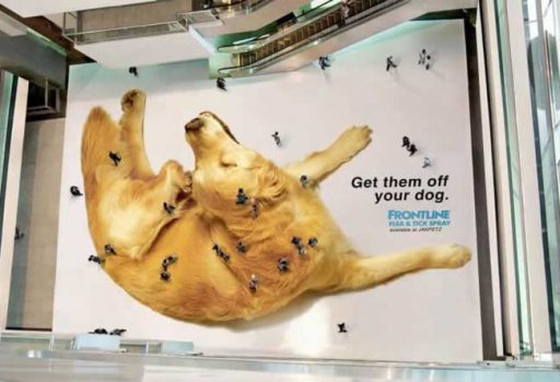 human-fleas-on-dog