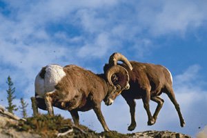 blog-6
